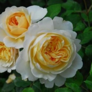 Daniel Schmitz ( Roses du temps passe )