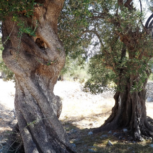 Les oliveraies de Lun ( photo :  F. Detry )