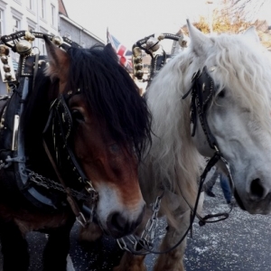 Cwarmè 2015       Dimanche de carnaval à Malmedy