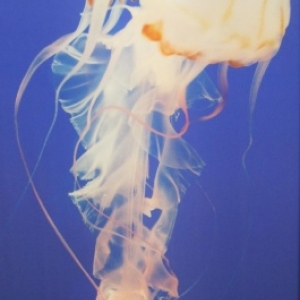 Les proteines alimentaires