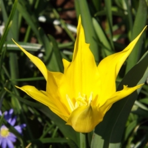   Les printemps  colorés de Keukenhof         