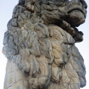 Le lion