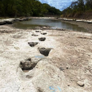 Des traces de dynosaures dans le lit d'une rivière texane