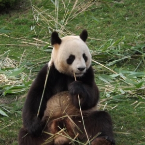 France                    Un zoo français accueille deux pandas géants.