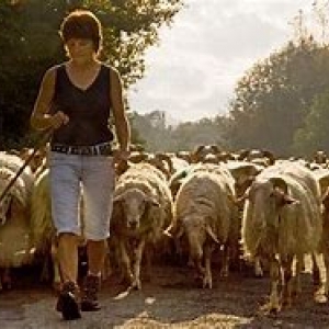 Transhumance des moutons