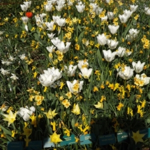   Les printemps  colorés de Keukenhof         