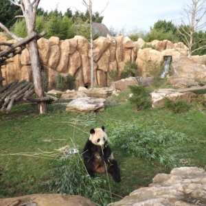 France                    Un zoo français accueille deux pandas géants.