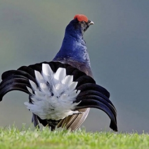 Le coq de bruyeres ( = tetras lyre )
