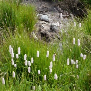 Flore de la Fagne wallonne ( photo de O. Servais )