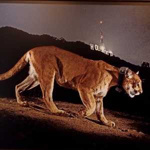 Steve Winter | Un puma mâle, capté par une caméra cachée, à Los Angeles | États-Unis | 2013