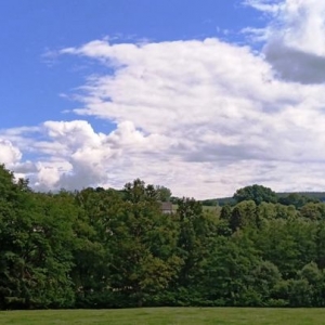 La future forêt malmédienne  ( Photo F. Detry )