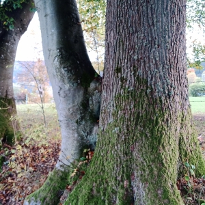 W 14 « Le tour des Hauts Sarts » W 14 « Le tour des Hauts Sarts »