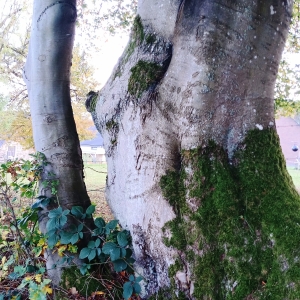 W 14 « Le tour des Hauts Sarts » W 14 « Le tour des Hauts Sarts »