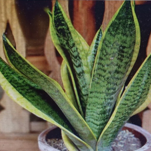 la Langue de Belle-Mère (ou sansevieria) 