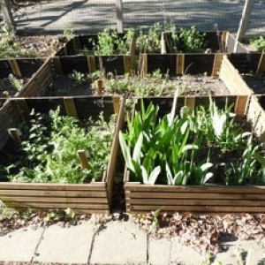 Les plantes à savon