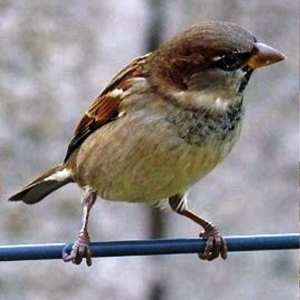 Le moineau domestique