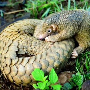 Le pangolin