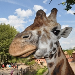 Pairi Daiza. Une ardeur d'avance aussi!