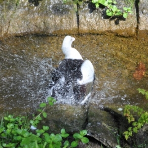 Pairi Daiza. Une ardeur d'avance aussi!