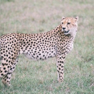 Kwetu Safaris Tanzanie