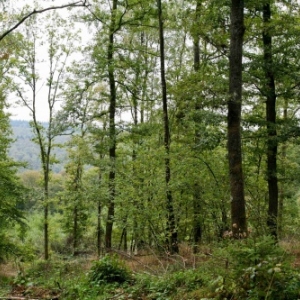 Promenades de "L'Ange Gardien" (Rienne)