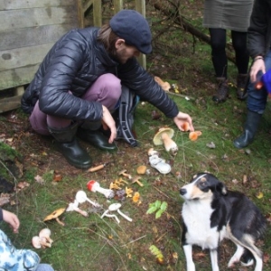 Champignon comestible ou veneneux?