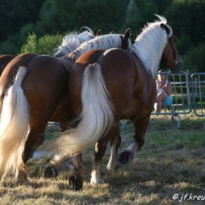 Ecuries Amourie : cheval comtois