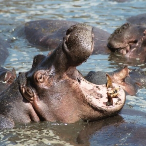 Kwetu Safaris Tanzanie