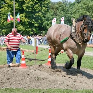 Chevaux