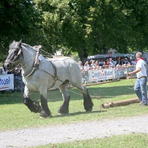 Chevaux