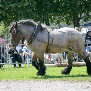 Chevaux