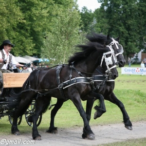 Fete du cheval, Hargnies