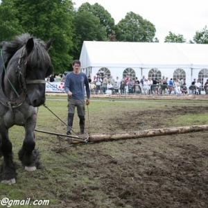 Fete du cheval, Hargnies