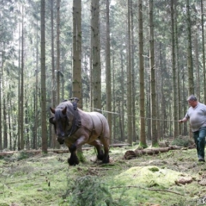 L expo qui murmurait a l oreille des chevaux