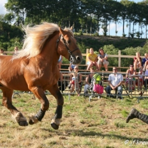 Ecuries Amourie : cheval comtois