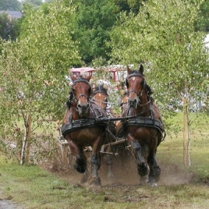 L expo qui murmurait a l oreille des chevaux