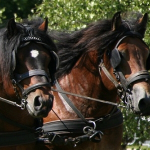 Fete du cheval de trait, Hargnies