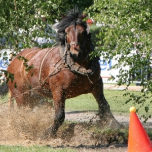 Fete du cheval de trait, Hargnies