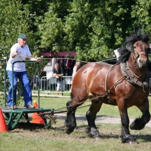 Fete du cheval de trait, Hargnies