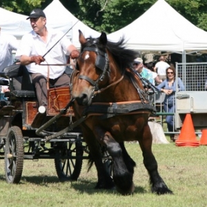 Fete du cheval de trait, Hargnies