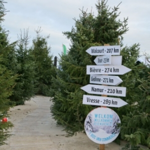 Foret de sapins namurois a Oostduinkerke, Coxyde