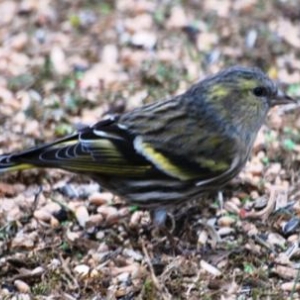 Le Serin, photo  61