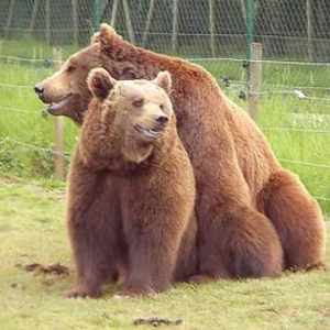 attractions,safari parc, monde sauvage, chlorophylle,dictee,2007 attractions,safari parc, monde sauvage, chlorophylle,dictee,2007