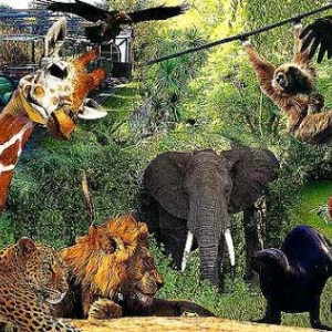 attractions,safari parc, monde sauvage, chlorophylle,dictee,2007 attractions,safari parc, monde sauvage, chlorophylle,dictee,2007