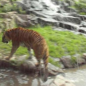 attractions,safari parc, monde sauvage, chlorophylle,dictee,2007 attractions,safari parc, monde sauvage, chlorophylle,dictee,2007