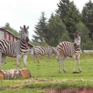 attractions,safari parc, monde sauvage, chlorophylle,dictee,2007 attractions,safari parc, monde sauvage, chlorophylle,dictee,2007