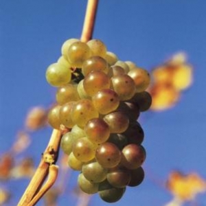 Châteaux & Gastronomie : quel superbe lien… Châteaux & Gastronomie : quel superbe lien…