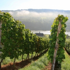 Vignobles Contz les Bains Vignobles Contz les Bains