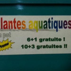 plantes aquatiques et décors d'aquarium