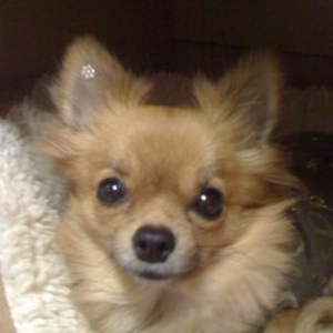 photo 9 - bijoux d'oreille en swarovski - autocollant - diff.coloris photo 9 - bijoux d'oreille en swarovski - autocollant - diff.coloris